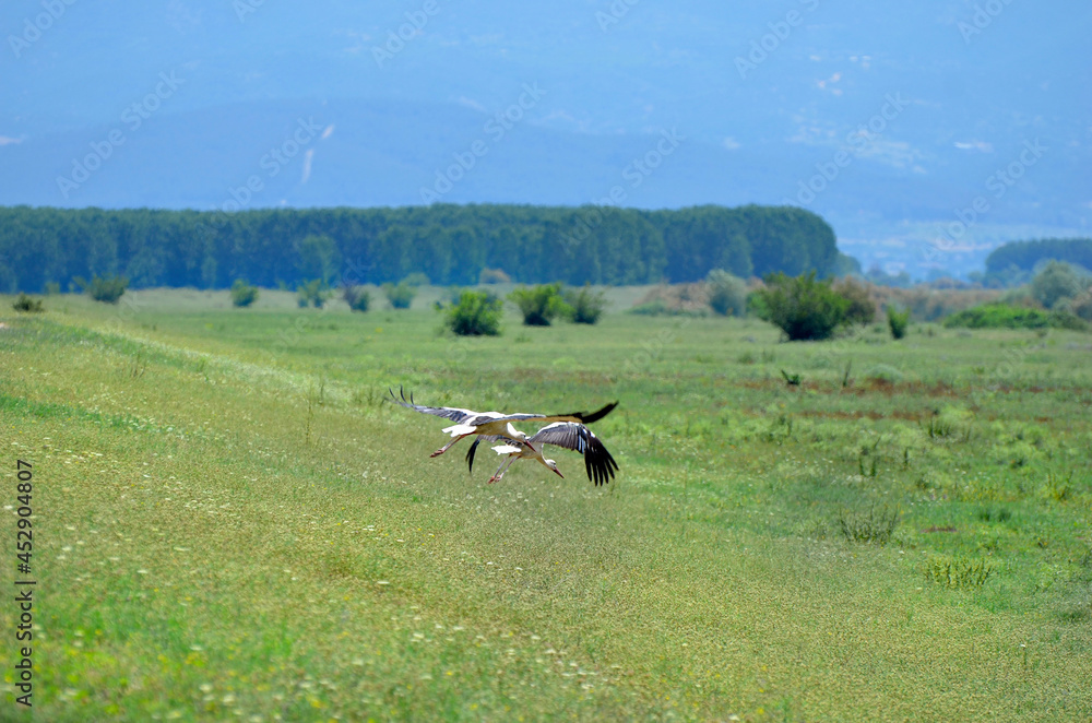 Greece, Lake Kerkini, white stork
