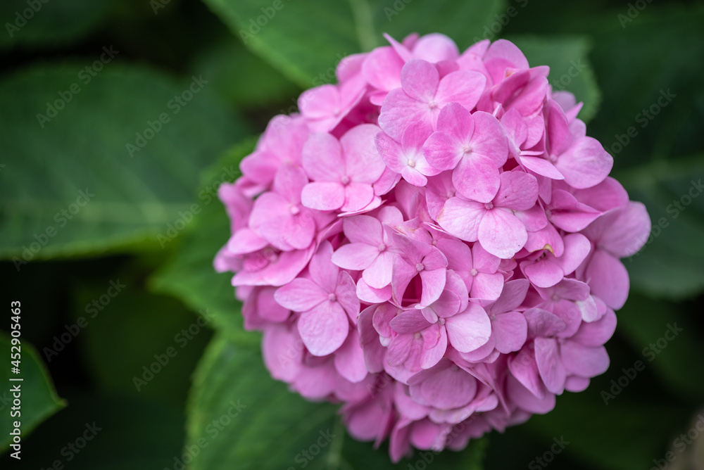 Fototapeta premium Pink camellia flower head close up view in Chengdu, Sichuan province, China