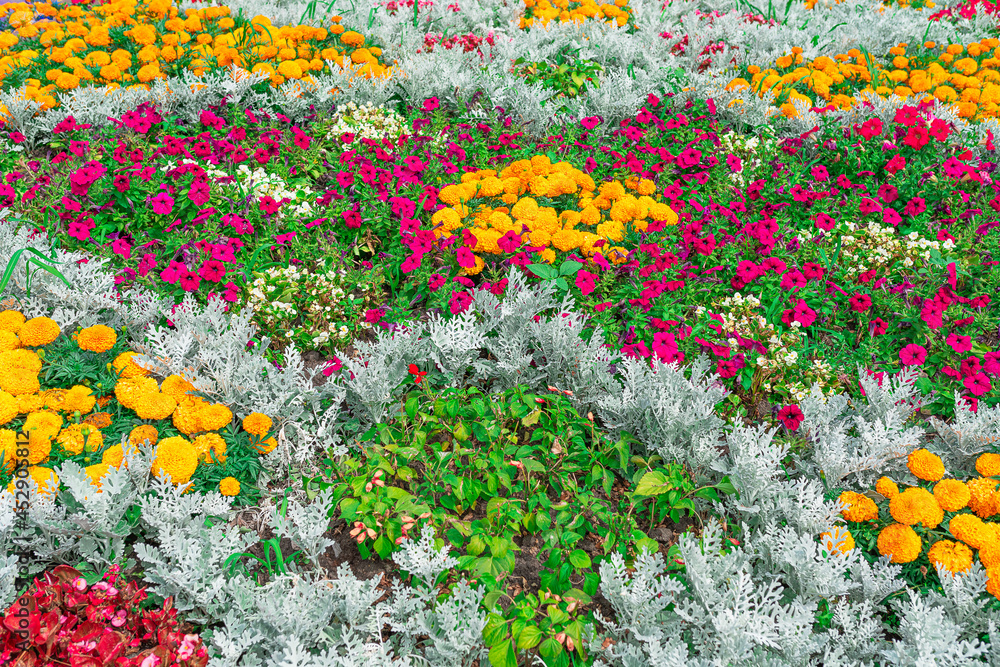 Multicolor flower ornament. Autumn flower arrangement in park
