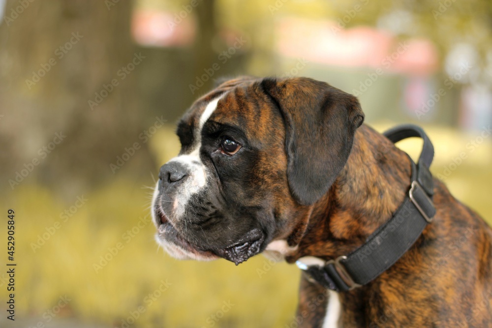 Beautiful brindle undocked boxer dog’s portrait Beautiful brindle undocked boxer dog’s portrait