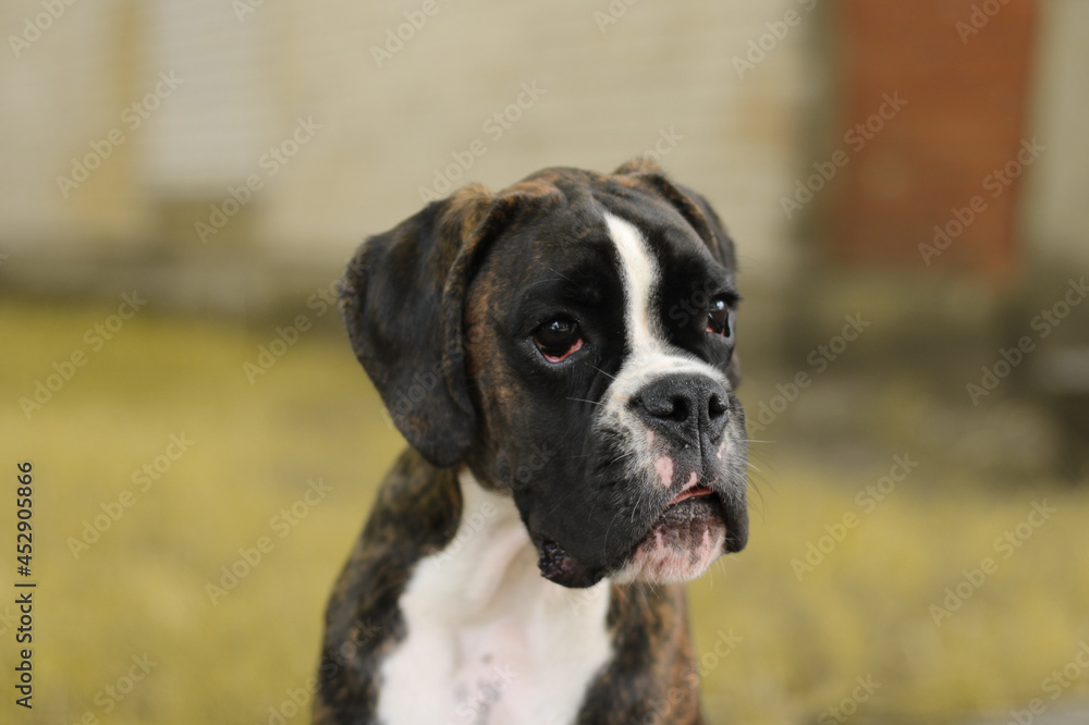 Beautiful portrait of brindle undocked boxer puppy with white markings outside Beautiful portrait of brindle undocked boxer puppy with white markings outside