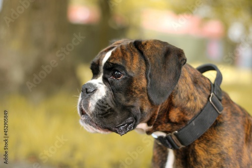 Beautiful brindle undocked boxer dog’s portrait  © Liza