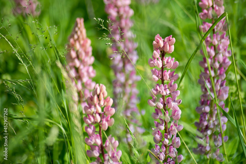 Meadow with blooming wild  pink lupine and a herbs.