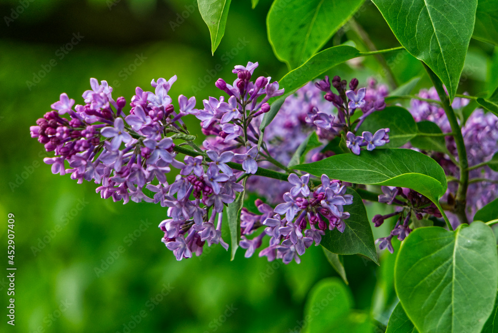 Fototapeta premium lilac flowers in the garden