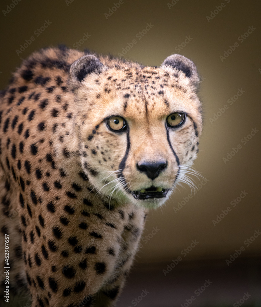 Puma Puma