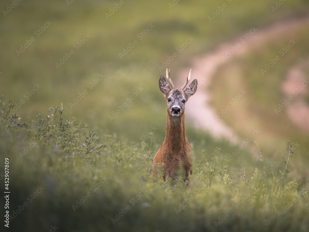 junger Rehbock junger Rehbock