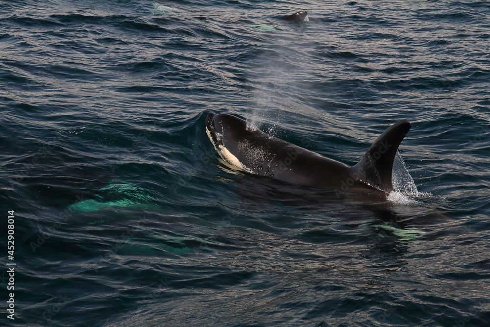 Fototapeta premium 【北海道】知床の海に回遊する野生のシャチ（北海道羅臼沖）