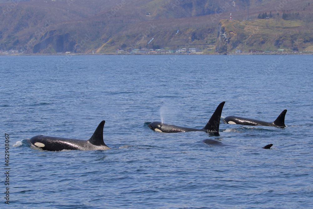 Fototapeta premium 【北海道】知床の海に回遊する野生のシャチ（北海道羅臼沖）