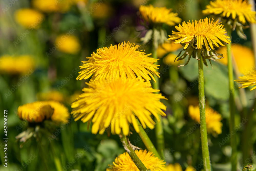 Close up view on the yellow dandelion on the spring meadow. Close up view on the yellow dandelion on the spring meadow.