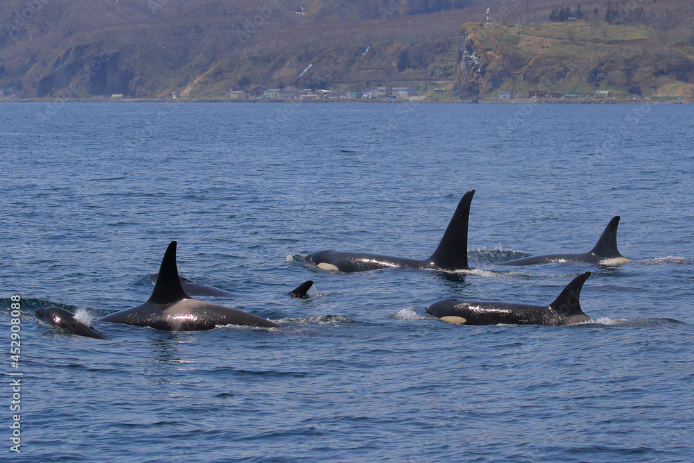 Naklejka premium 【北海道】知床の海に回遊する野生のシャチ（北海道羅臼沖）
