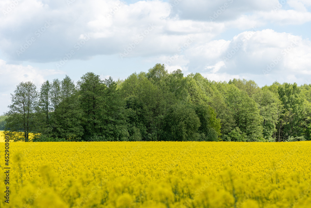 Rapeseed, canola or colza field in Poland, rape seed is plant for green energy and oil industry, springtime golden flowering field.