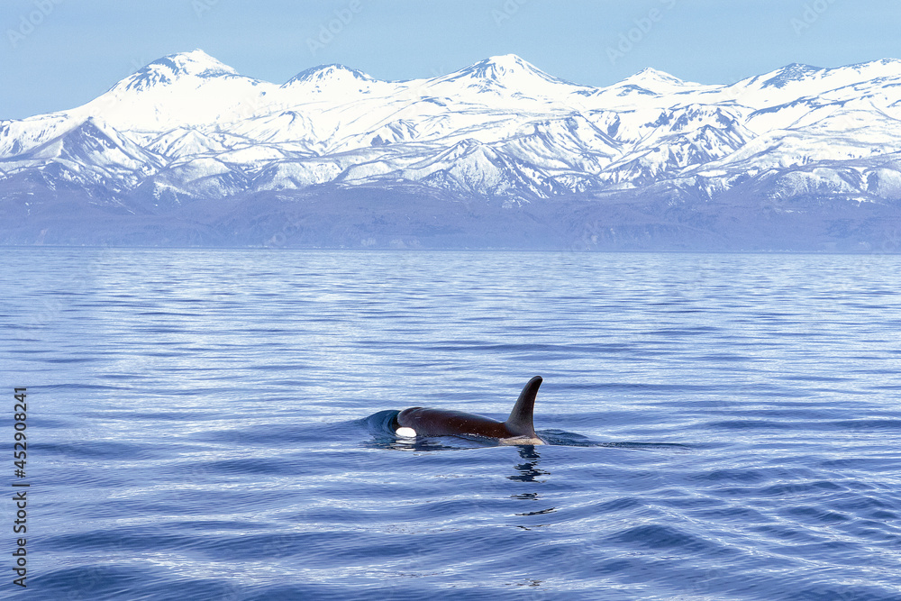 Fototapeta premium 【北海道】知床の海に回遊する野生のシャチ（北海道羅臼沖）