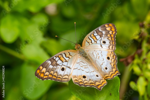 Photography A white peacock butterfly shot in the botanical gardens in Grand Cayman