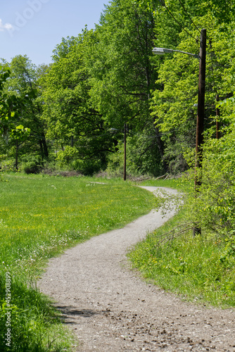 path in the forest