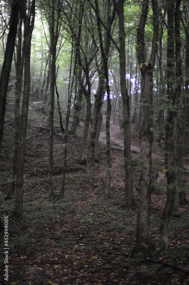 A wild and dark mysterioous green forest with fog, haze and mist