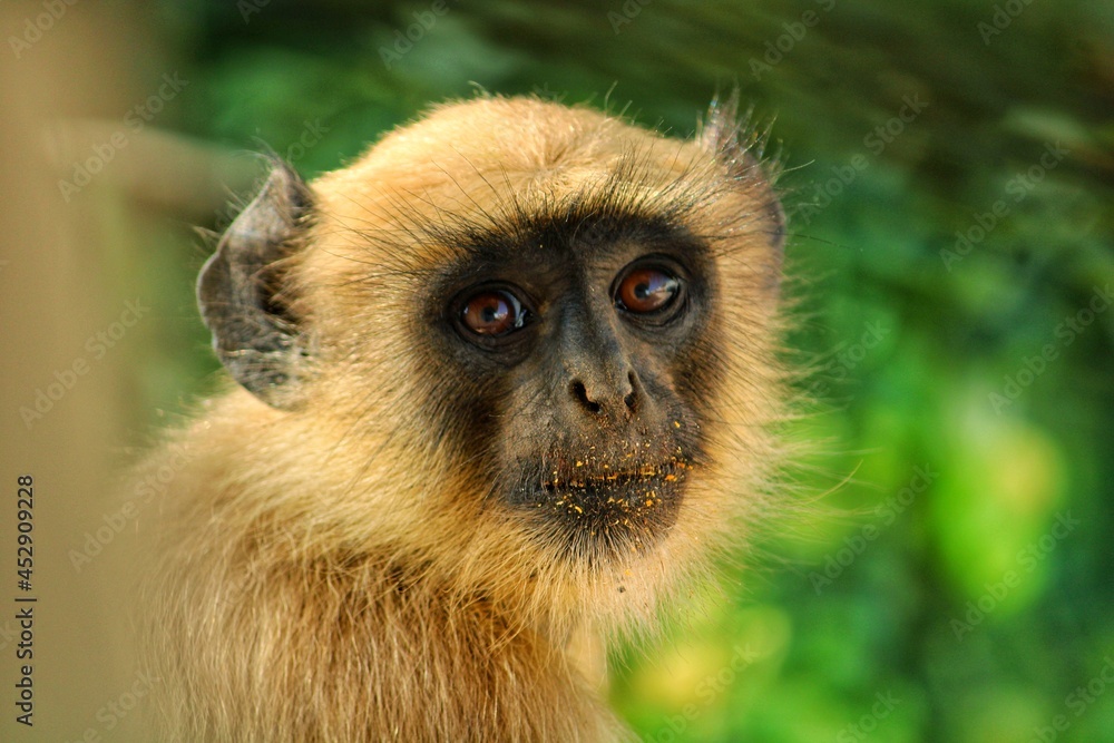 Obraz premium Monkey Face looking at camera