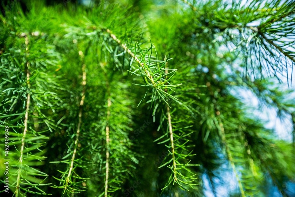 Fototapeta premium Pine Needles , Fir Leaves