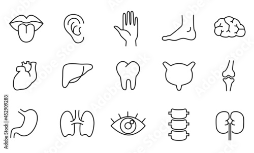 Human body parts, organs - vector linear icon set.
