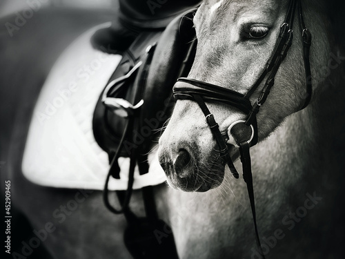 A black-and-white portrait of a beautiful horse with a bridle on its muzzle and a saddle and stirrup on its back. Ammunition for equestrian sports. Horse riding on a horse. ©  Valeri Vatel