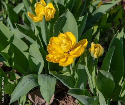 One beautiful yellow Tulip. High quality photo. High quality photo 6