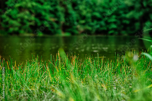 Grass growing in front of the lake  natural background