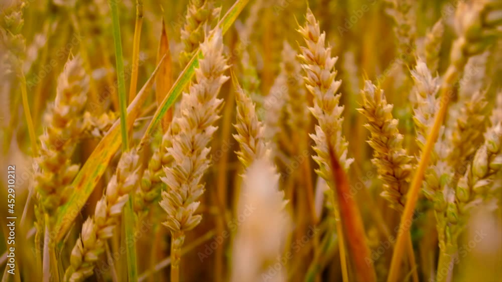 Wheat field ripe wheat yellow. Selective focus. Wheat field ripe wheat yellow. Selective focus.