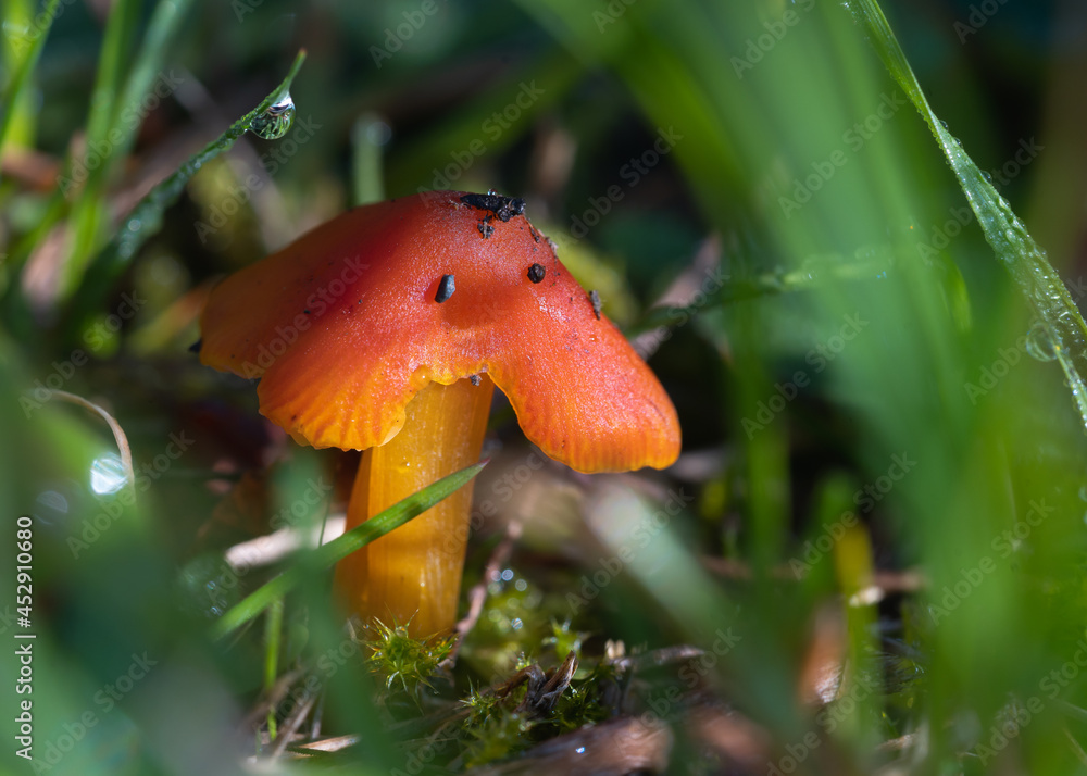 Blackening Waxcap, Witches hat, Hygrocybe conica Blackening Waxcap, Witches hat, Hygrocybe conica