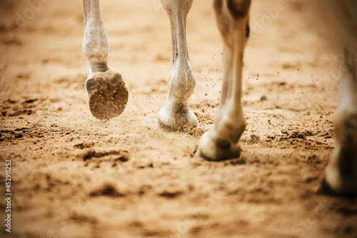 A gray horse walks through the arena, stepping with unshod hooves on the sand and kicking up dust with them. Equestrian sports. Horse riding.