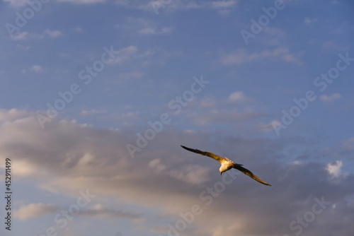 seagull in flight