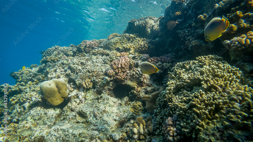 Fototapeta premium Snorkelling landscape and underwater photography Reunion Island