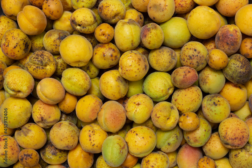 A heap of ripe apricots. 