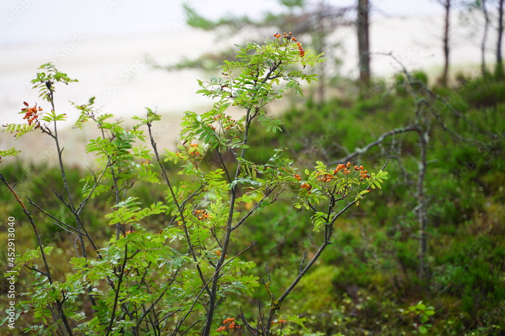 Fototapeta premium rowan berries in the forest on the sea coast
