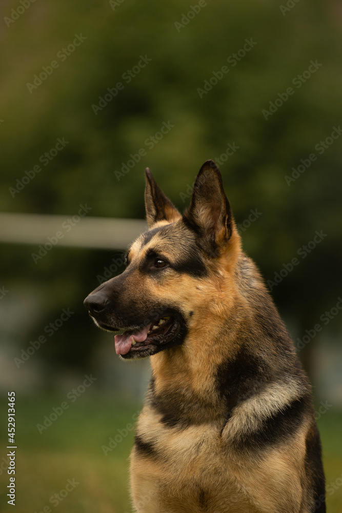 Dog portrait east european shepherd german shepherd summer close-up