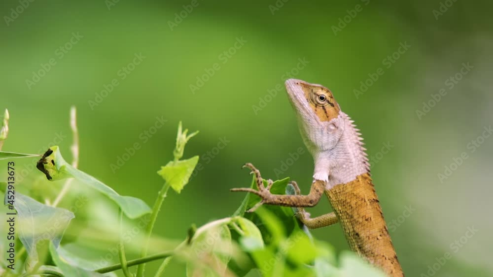 closeup clip of a oriental garden lizard in nature closeup clip of a oriental garden lizard in nature