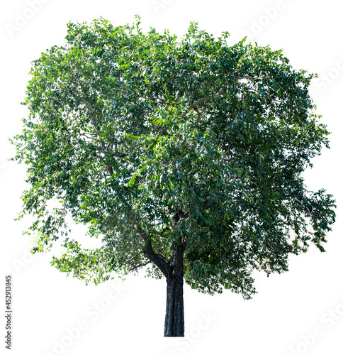 Large trees with edible fruits are completely separated from the white background.