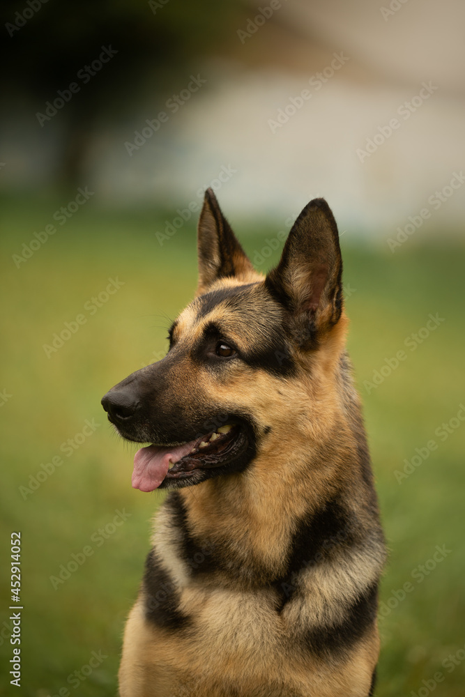 Dog portrait east european shepherd german shepherd summer close-up Dog portrait east european shepherd german shepherd summer close-up