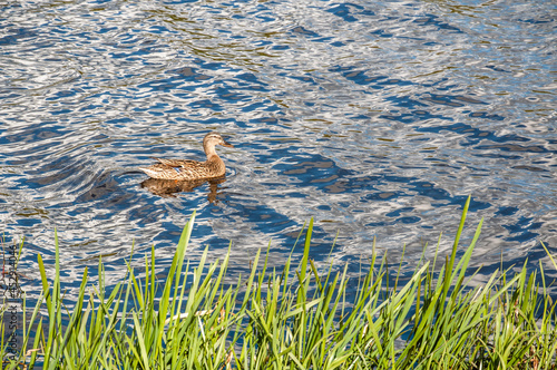 Wild duck swimming in a lake photo