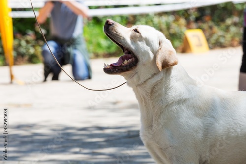 Photos Labrador Taken For A Walk