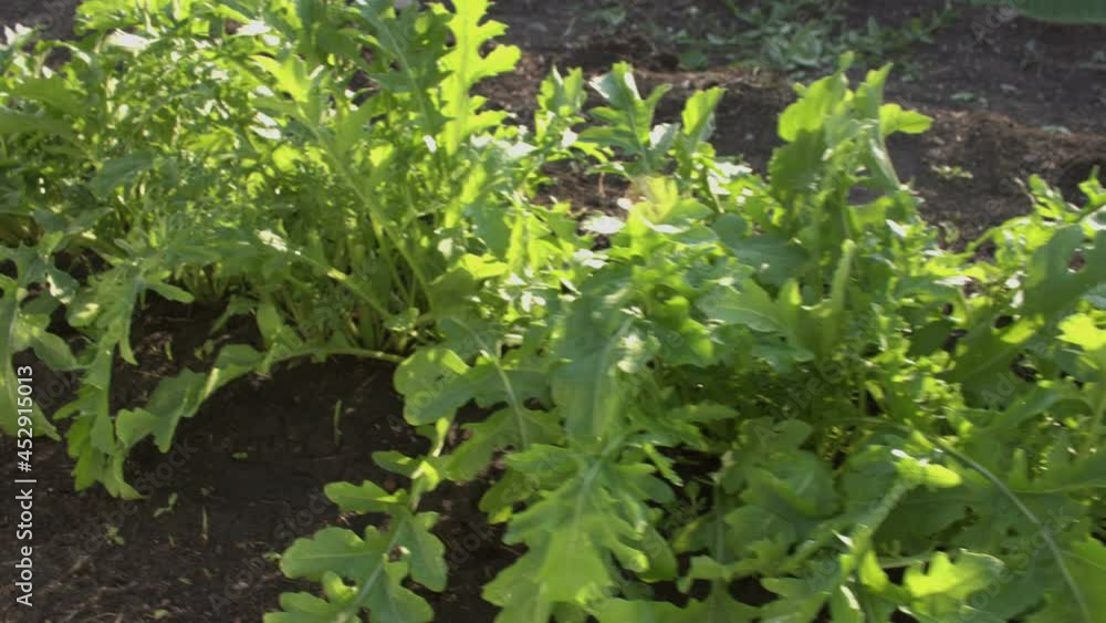 Growing arugula. Arugula growing in open ground.
The camera moves smoothly along the arugula beds. Growing arugula. Arugula growing in open ground.
The camera moves smoothly along the arugula beds.