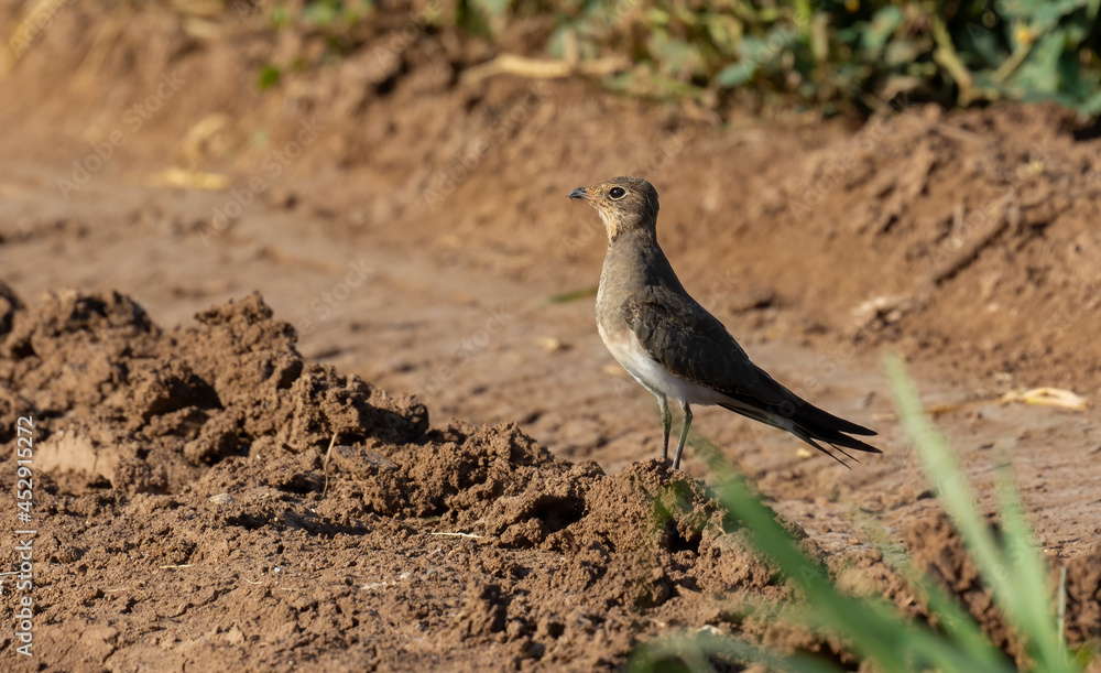 Very beautiful shot of Collared Pratincole bird on dry muddy road in the early morning ( Glareola pratincola ) endangered bird
Very beautiful shot of Collared Pratincole bird on dry muddy road in the early morning ( Glareola pratincola ) endangered bird