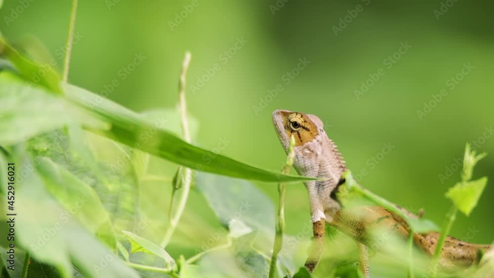 closeup clip of a oriental garden lizard in nature closeup clip of a oriental garden lizard in nature