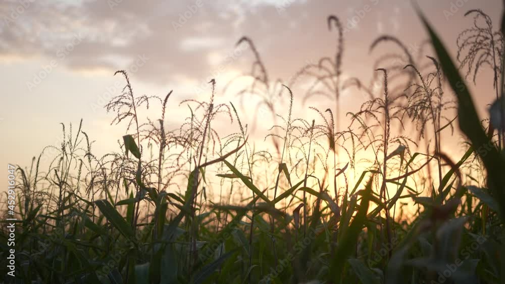 ears of corn on the field a during sunset. corn a agriculture harvesting agribusiness concept. walk in large corn field. large harvest of corn in summer on the field landscape lifestyle ears of corn on the field a during sunset. corn a agriculture harvesting agribusiness concept. walk in large corn field. large harvest of corn in summer on the field landscape lifestyle