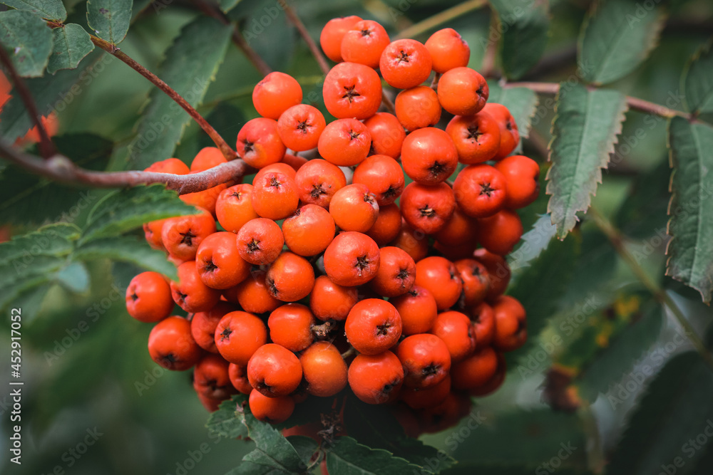 A group of red berries ripening upon a tree along the shoreline of Derwentwater in the Lake District.