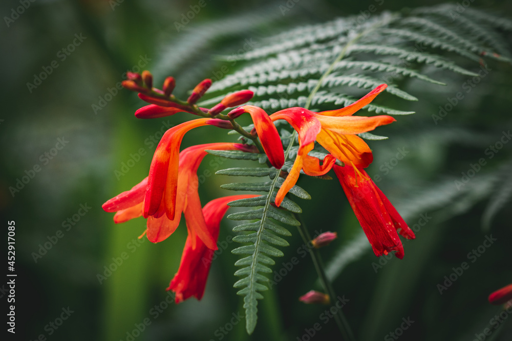 Orange wildflowers blooming along the shoreline of Derwentwater in the Lake District. Orange wildflowers blooming along the shoreline of Derwentwater in the Lake District.