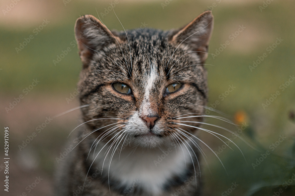 portrait of a cat