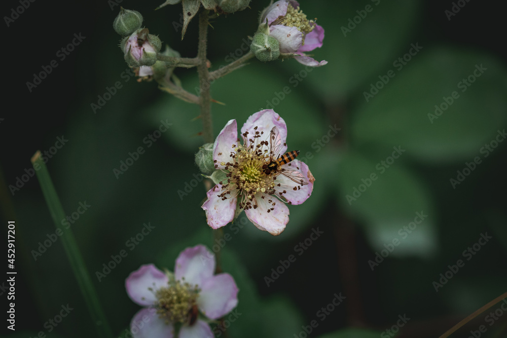 A fly sat atop a pale pink wildflower along the shoreline of Derwentwater in the Lake District. A fly sat atop a pale pink wildflower along the shoreline of Derwentwater in the Lake District.