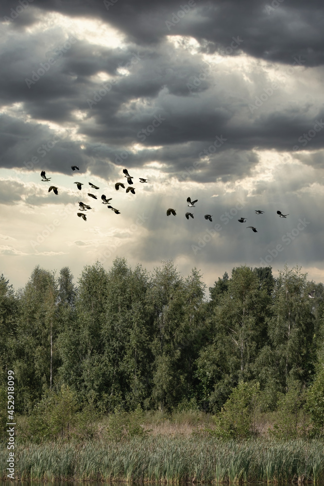 A flock of flying peewits, or northern lapwings, above treetops. Form a curved line against the rainy dramatic sky with clouds. Wildlife, birds in nature, outdoors, travel, migratory birds, travel. A flock of flying peewits, or northern lapwings, above treetops. Form a curved line against the rainy dramatic sky with clouds. Wildlife, birds in nature, outdoors, travel, migratory birds, travel.