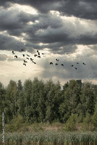 A flock of flying peewits, or northern lapwings, above treetops. Form a curved line against the rainy dramatic sky with clouds. Wildlife, birds in nature, outdoors, travel, migratory birds, travel.