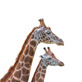 Portrait of African tall giraffes, a mother protecting her young calf isolated at white background. Concept biodiversity and wildlife conservation in Africa.