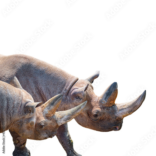 Canvas Print Two huge and old African rhinos with big horns isolated at white background